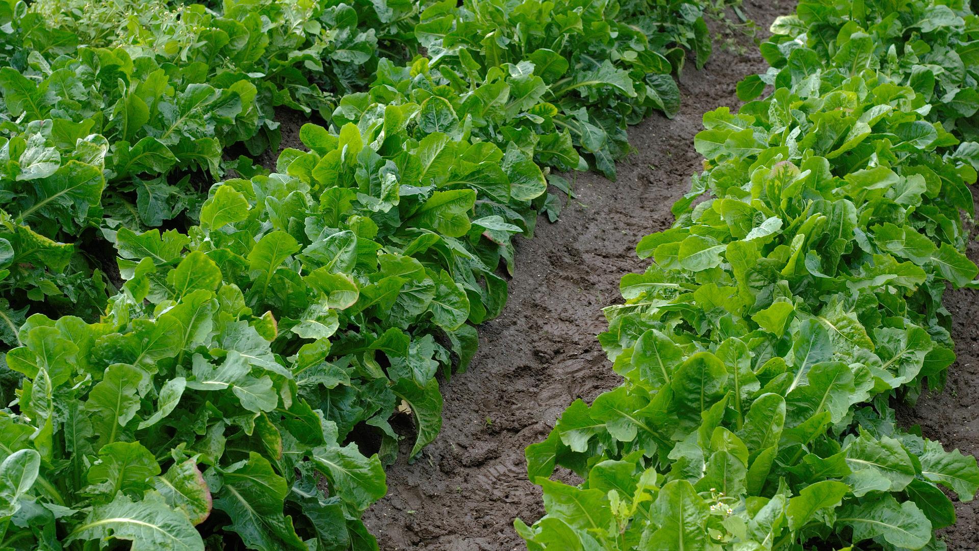 Chicory is farmed by the Humansdorp Cooperative.