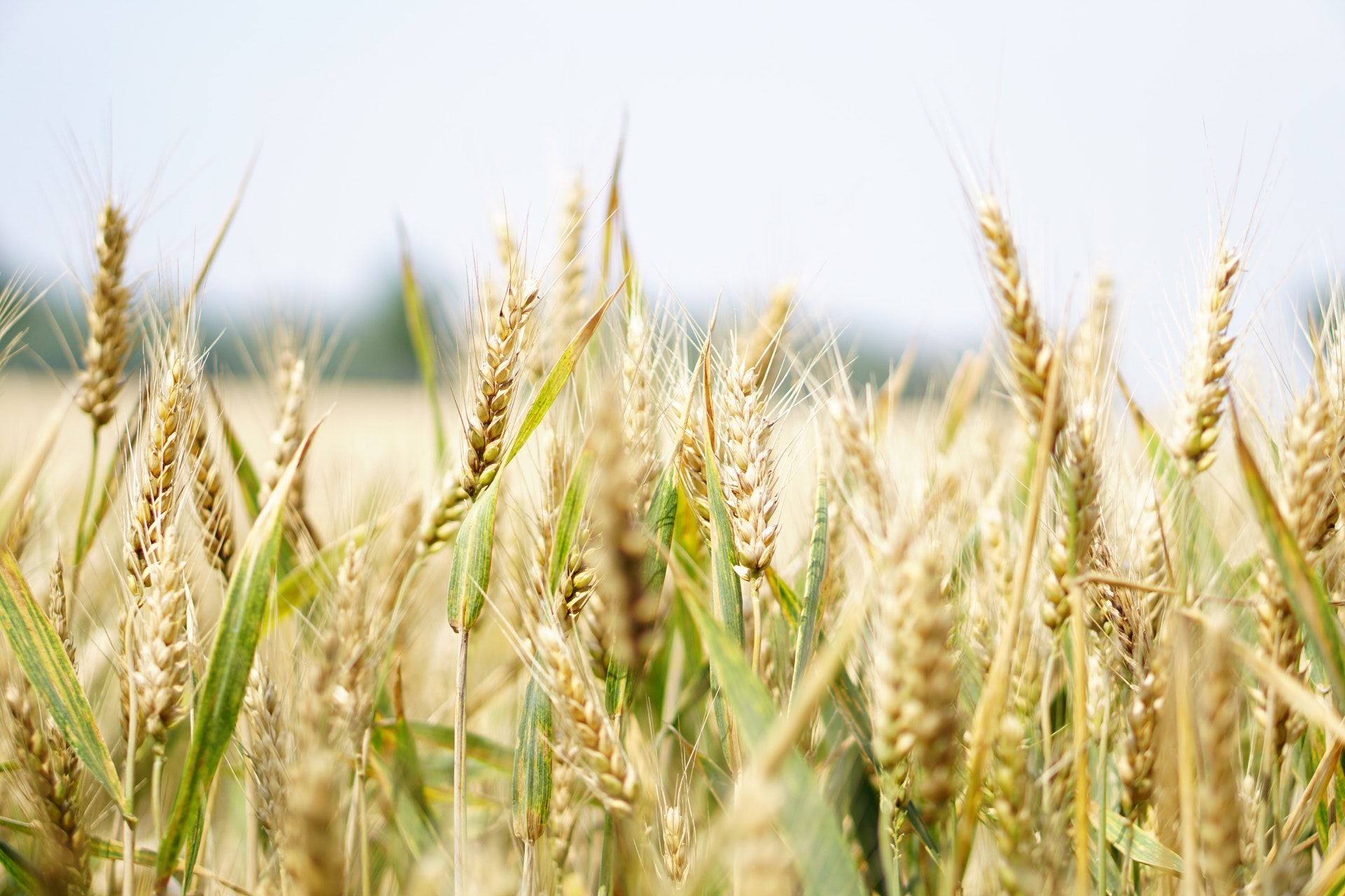 Wheat is one of the crops farmed by the Taung Cooperative.